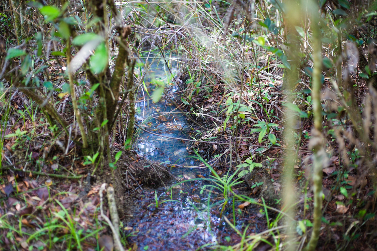 Water in the Mason River Protected Area wetlands.